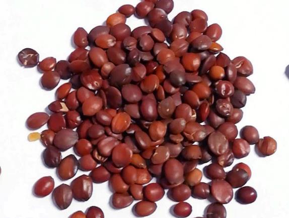 ��������������ʧ������Ч ��ٺ����ۺ��ҵ�ʳ�ĳ�